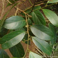 Hydnocarpus venenatus Gaertn.